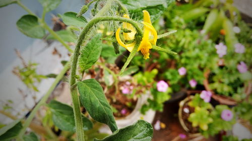 Close-up of flowers