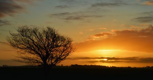 Silhouette of trees at sunset