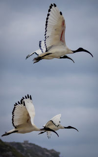 Birds flying in sky