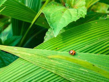 Close-up of ladybug on leaf