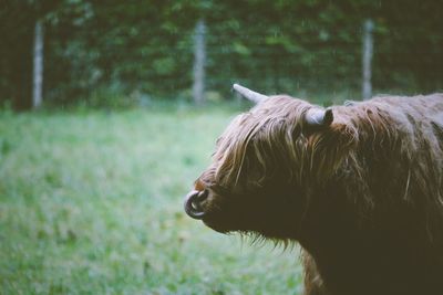 Close-up of a horse on field