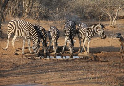 Zebras drinking water on field