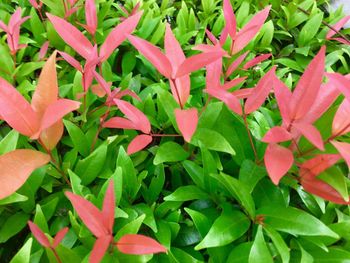 Close-up of leaves