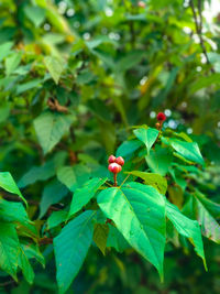 Close-up of red berries on tree