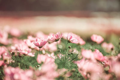 Close-up of insect on pink flower