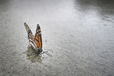 Close-up of butterfly