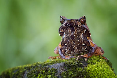 Close-up of lizard