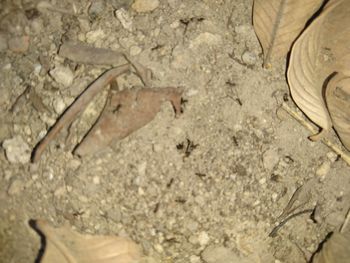 Close-up of lizard on sand