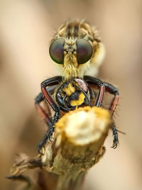 Close-up of bee