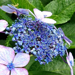 Close-up of purple flowers