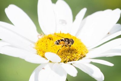 Close-up of bee pollinating flower