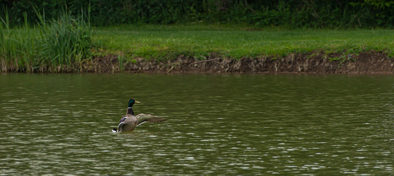 BIRDS SWIMMING IN LAKE