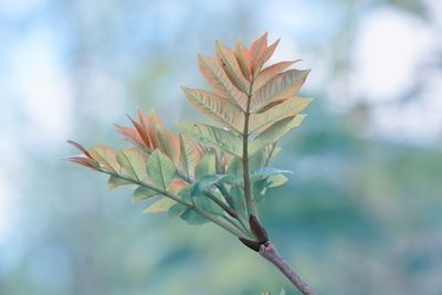 Close-up of plant against blurred background