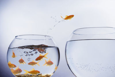 View of fish swimming in glass