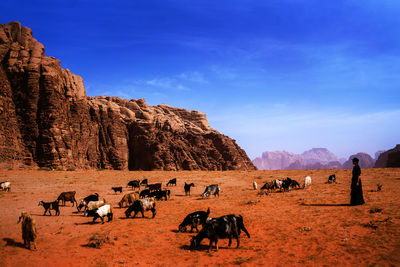 Side view of woman wearing hat standing with goats on land against sky