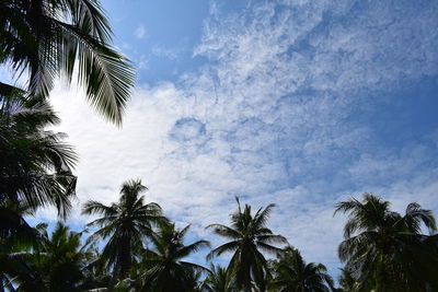 Low angle view of palm trees against sky