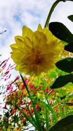 Close-up of yellow flowering plant