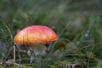 Close-up of fly agaric mushroom growing on field