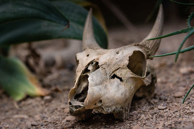 Close-up of animal skull