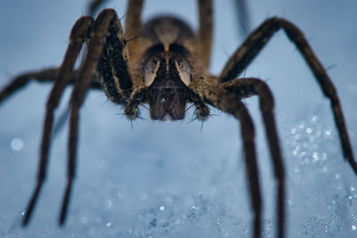 Close-up of spider