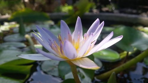 Close-up of water lily in lake