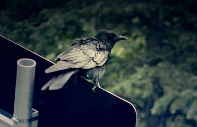 Close-up of bird perching on branch