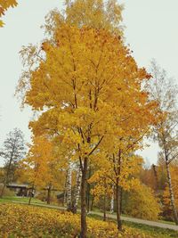 Autumn trees on field against sky