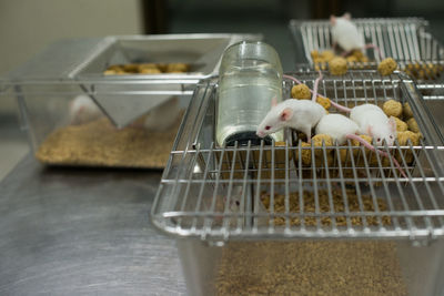 Close-up of rat lab  in cage