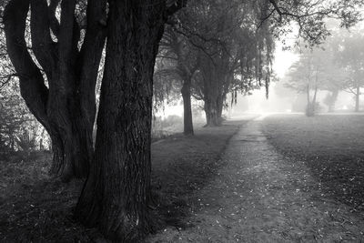 Trees in forest