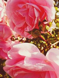 Close-up of pink flowers