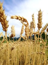 Close-up of wheat growing on field against sky