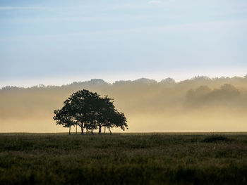 Tree on field against sky