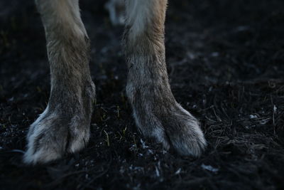 Close-up of dog on field