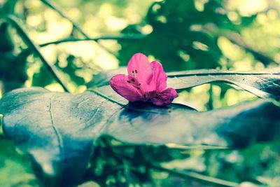 Close-up of pink flower