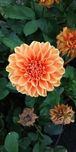 Close-up of orange flowering plant