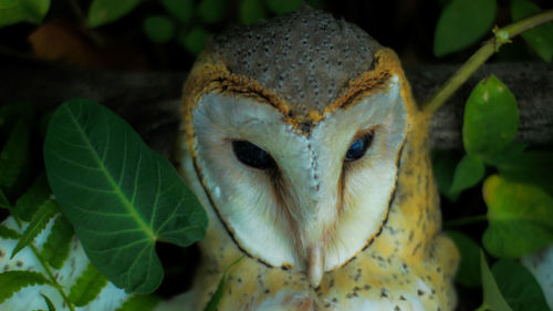Close-up portrait of a reptile