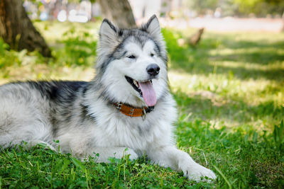 Beautiful dog samoyed on a green grass