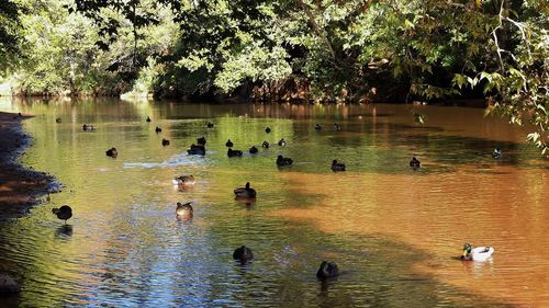 Ducks swimming in lake