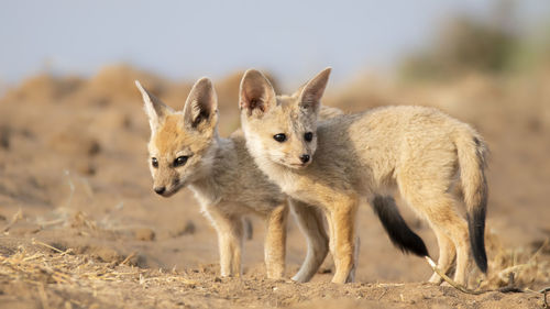 Fox on field