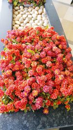 Close-up of red flowers
