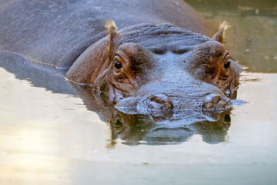 Close-up portrait of a hippo in lake