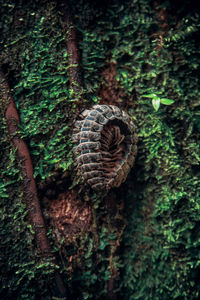 Close-up of centipede on tree trunk in forest