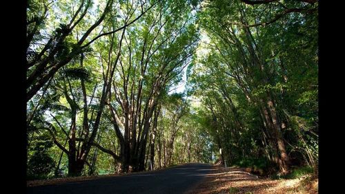 Road passing through forest