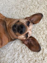 Close-up portrait of a dog