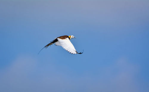 Low angle view of bird flying