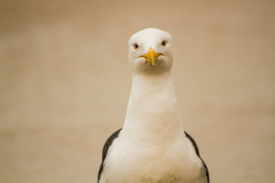 Portrait of seagull