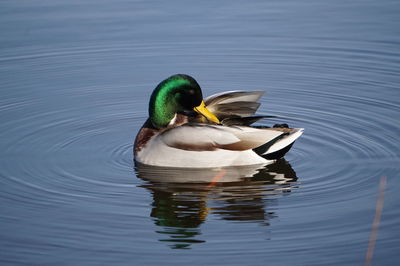 Duck swimming in a lake