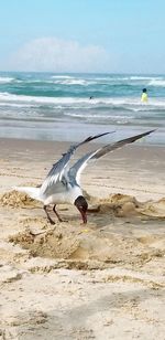 Seagulls on beach