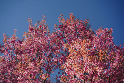 Low angle view of cherry blossom against blue sky