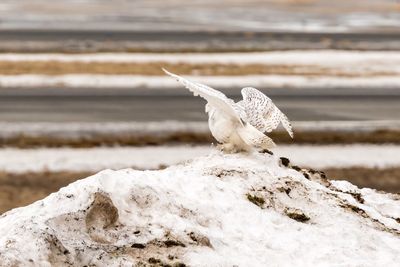 Close-up of bird on beach